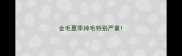 金毛夏季掉毛特别严重
