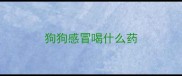 狗狗感冒喝什么药