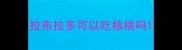 拉布拉多可以吃核桃吗