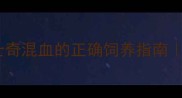 边境牧羊犬哈士奇混血的正确饲养指南双血统犬种特性全