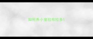如何养小宠拉布拉多