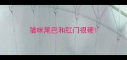 猫咪尾巴和肛门很硬