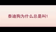 泰迪狗为什么总是叫