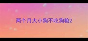 两个月大小狗不吃狗粮