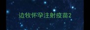 边牧怀孕注射疫苗