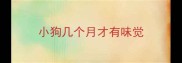 小狗几个月才有味觉