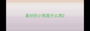 最好的小狗是什么狗