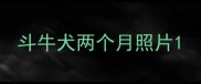 斗牛犬两个月照片