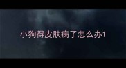 小狗得皮肤病了怎么办