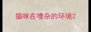 猫咪在嘈杂的环境