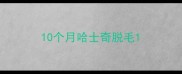10个月哈士奇脱毛