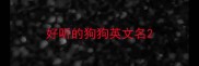 好听的狗狗英文名