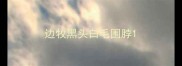 边牧黑头白毛围脖