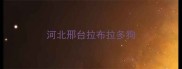 河北邢台拉布拉多狗