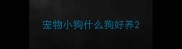宠物小狗什么狗好养