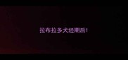 拉布拉多犬经期后
