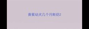 貴賓幼犬几个月断奶
