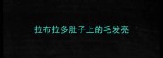 拉布拉多肚子上的毛发亮