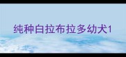 纯种白拉布拉多幼犬