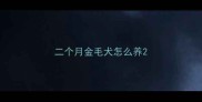 二个月金毛犬怎么养