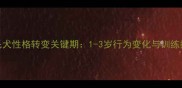 金毛犬性格转变关键期1-3岁行为变化与训练指南