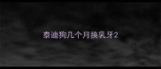 泰迪狗几个月换乳牙