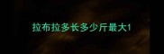 拉布拉多长多少斤最大