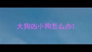 大狗凶小狗怎么办