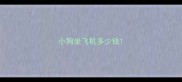 小狗坐飞机多少钱