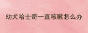幼犬哈士奇一直咳嗽怎么办