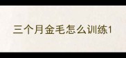 三个月金毛怎么训练