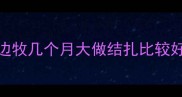 边牧几个月大做结扎比较好