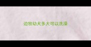 边牧幼犬多大可以洗澡