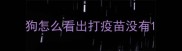 狗怎么看出打疫苗没有