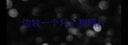 边牧一个月小狗照片