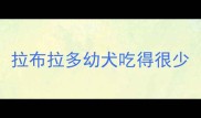 拉布拉多幼犬吃得很少