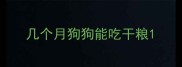 几个月狗狗能吃干粮