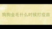 狗狗金毛什么时候打疫苗