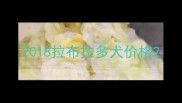 2018拉布拉多犬价格