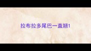 拉布拉多尾巴一直翘