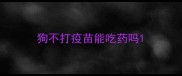 狗不打疫苗能吃药吗