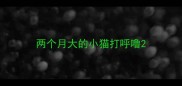 两个月大的小猫打呼噜