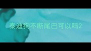 泰迪狗不断尾巴可以吗
