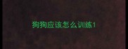 狗狗应该怎么训练