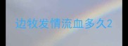 边牧发情流血多久