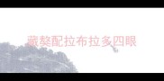 藏獒配拉布拉多四眼