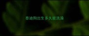 泰迪狗出生多久能洗澡