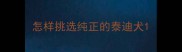 怎样挑选纯正的泰迪犬