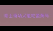 哈士奇幼犬能吃蛋黄吗
