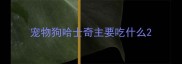 宠物狗哈士奇主要吃什么